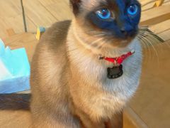 -李小姐の猫咖啡馆(五角场店)