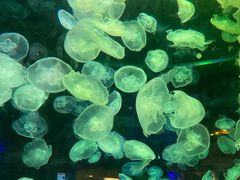 -华夏文旅海洋公园