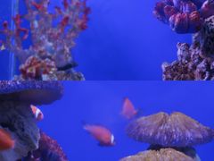 -海合安武汉极地海洋公园
