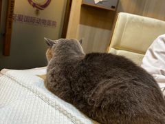 -宠爱国际动物医院·消化内科·心肾内科·ISFM猫友好(望京店)