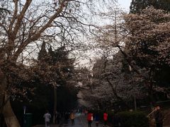 -武汉大学-樱园