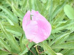 -乌拉盖芍药谷景区
