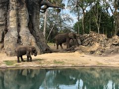 -奥兰多迪士尼动物王国乐园