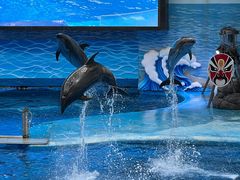 -海合安成都极地海洋公园
