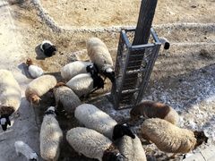 -石家庄市动物园