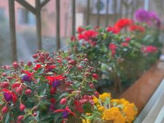 -金科花卉市场