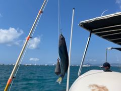 -小猫钓鱼海钓俱乐部(椰梦长廊店)