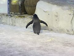 -芜湖新华联大白鲸海洋公园
