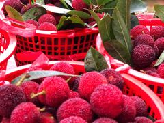 -西山樟坞健康果园枇杷杨梅采摘