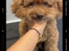 -爱宠屋pet shop·宠物洗澡·宠物美容