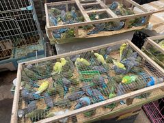 -中环花鸟鱼虫市场