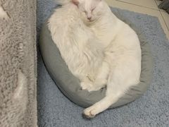 -佳雯宠物医院(金华南路分院)