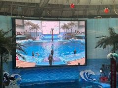 -海合安成都极地海洋公园
