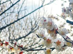 -香雪海
