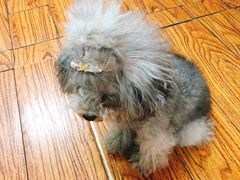 -志龙皇冠吃货椰子铺