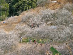 -广州市流溪河国家森林公园