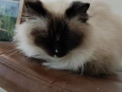 -共舞时光猫咖·狗咖(新街口店)