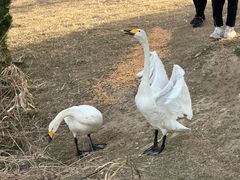 -盐城丹顶鹤湿地生态旅游区