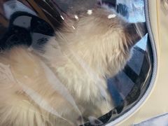 -关爱宠物医院·猫科中心·消化科(滨湖万达分院)