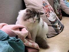 -more than meow吴止猫主题餐厅(承德 中船汇店)