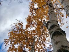 -乌兰布统景区-白桦林