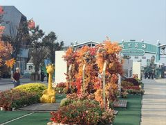 -荷兰花海
