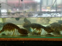 -泰华海鲜中餐厅(普吉镇店)