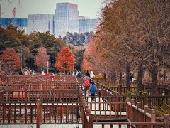 -五缘湾湿地公园