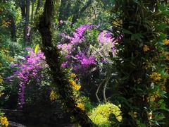 -莫里热带雨林景区