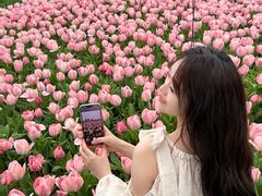 -荷兰花海