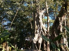 -瑞丽独树成林风景区