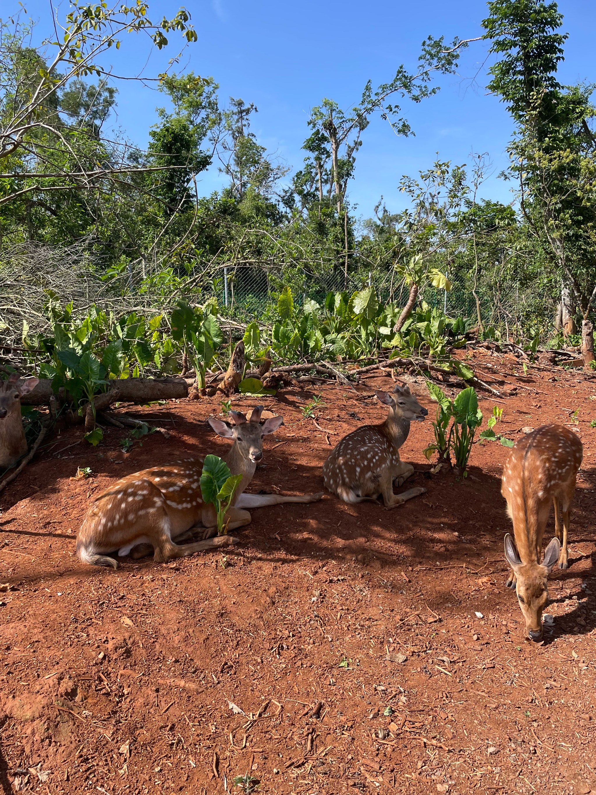 海南热带野生动植物园