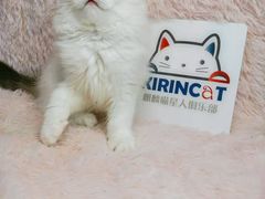 -十年猫舍·猫咪专门店(普陀店)