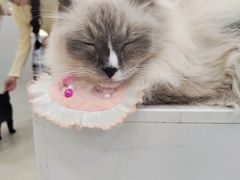-共舞时光猫咖·狗咖(新街口店)