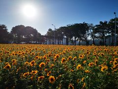 -海心沙亚运公园