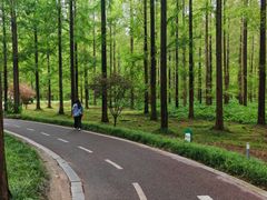 -黄海国家森林公园