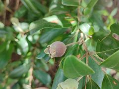-海南铜鼓岭景区