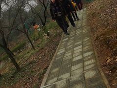 -香雪海