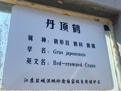 -盐城丹顶鹤湿地生态旅游区
