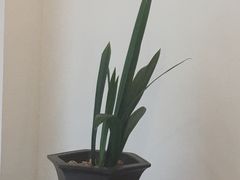 -张一元茶庄(望京店)