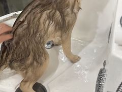 -翊宠yipet猫狗购宠庄园