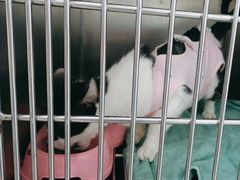 -瑞派动物医院·猫专科·至诚(江南中分院)