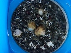 -启东黄金海滩景区
