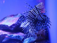 -上海海洋水族馆