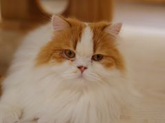-猫和宫(六道口店)