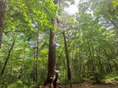 -五营红松林海景区