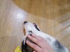 -Husky Go! 哈士奇体验馆·宠物咖啡厅狗咖