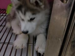 -瑞派雷欧宠物医院·24h夜诊·心脏骨科牙科·全科重症转诊中心(无影山店)
