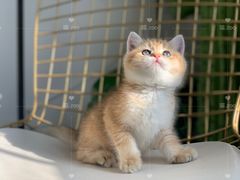 -喵zoo家庭繁育猫舍(尖东智能花园店)