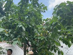 -正宗火盆自助烧烤·烤全羊·柴火鸡(龙泉山店)